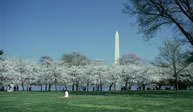 Washinton DC